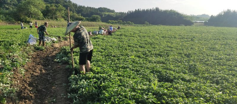 湖南凤凰鱼腥草根，又白又嫩