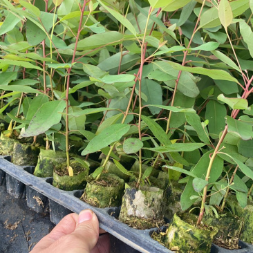 轻基杯桉树苗物美价廉组培苗广9和29苗大量现货。