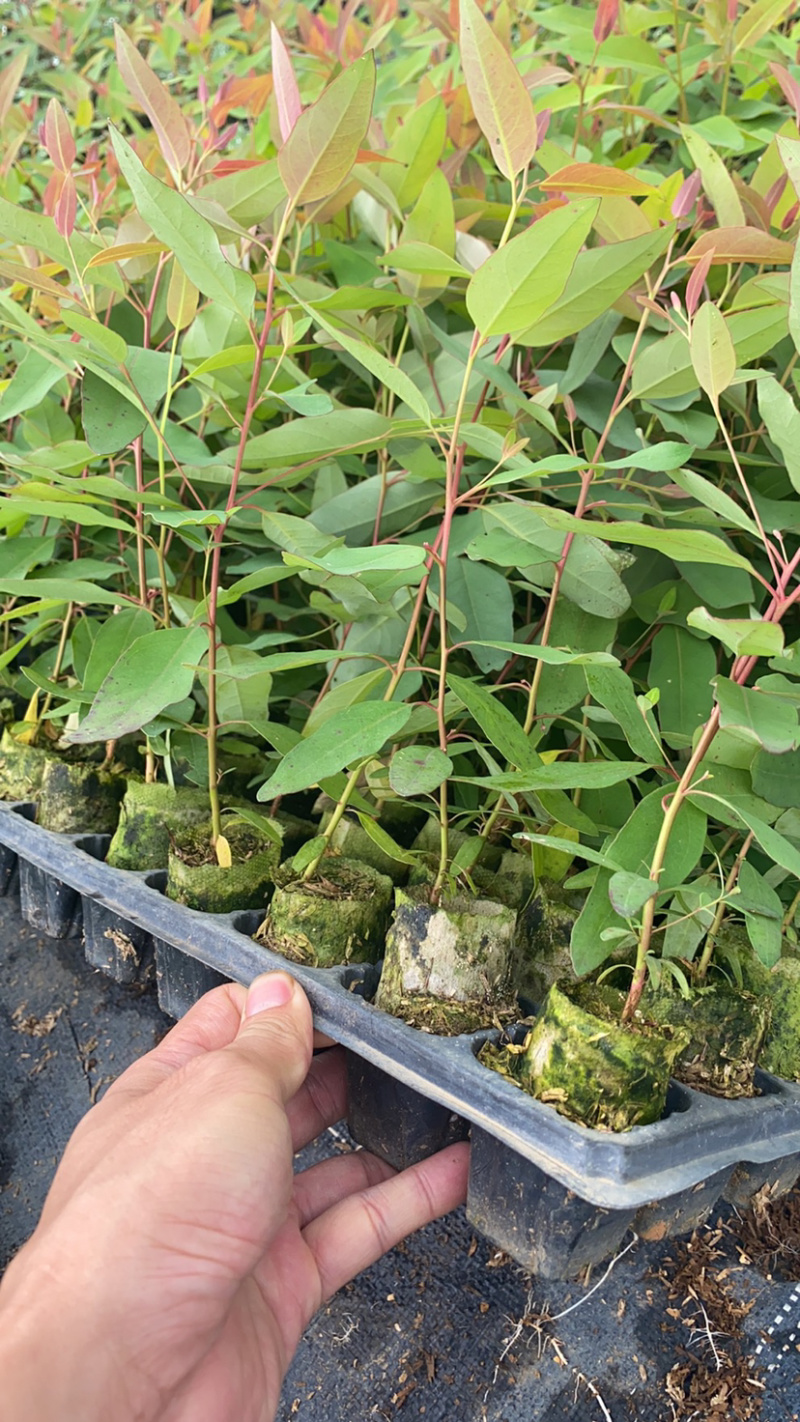 轻基杯桉树苗物美价廉组培苗广9和29苗大量现货。