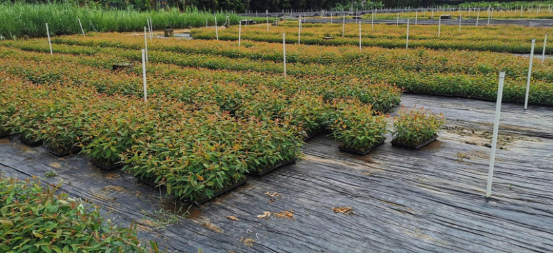 轻基杯桉树苗物美价廉组培苗广9和29苗大量现货。