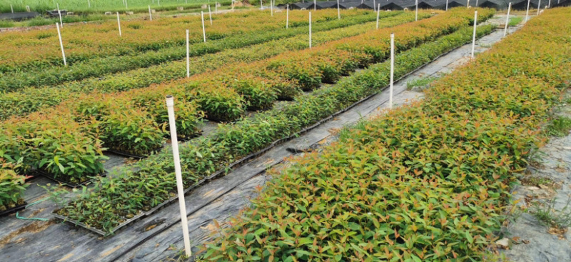 轻基杯桉树苗物美价廉组培苗广9和29苗大量现货。