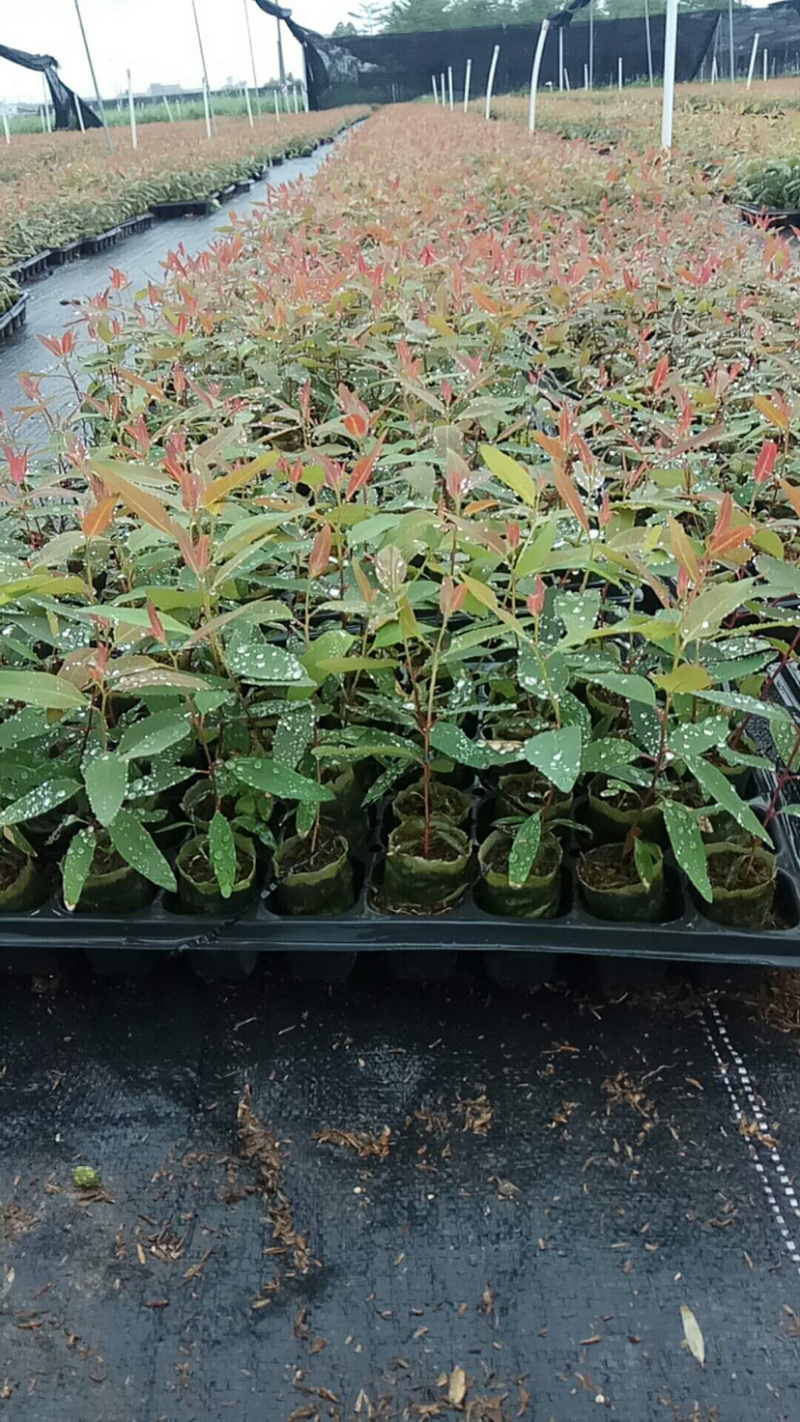 轻基杯桉树苗物美价廉组培苗广9和29苗大量现货。