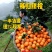 中华红血橙产地大量供应一级果二级果现场採摘.保质保量.