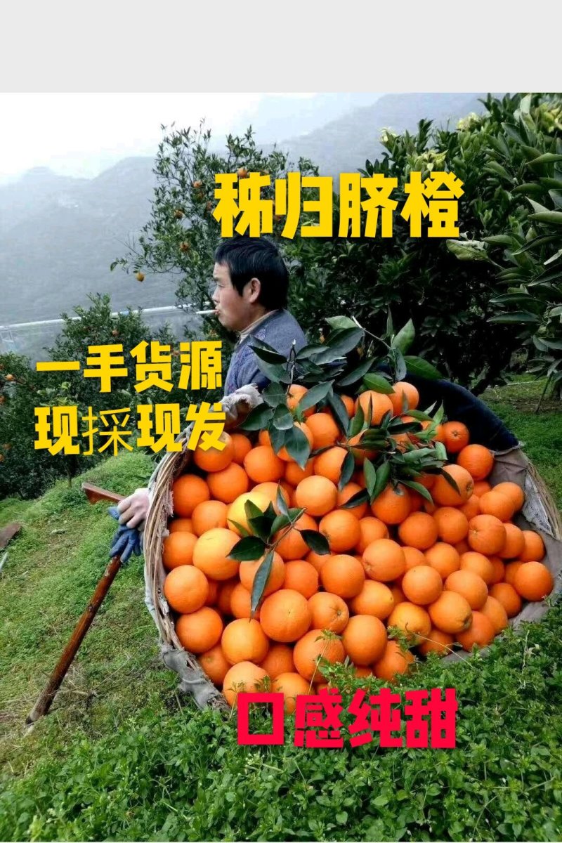 中华红血橙产地大量供应一级果二级果现场採摘.保质保量.