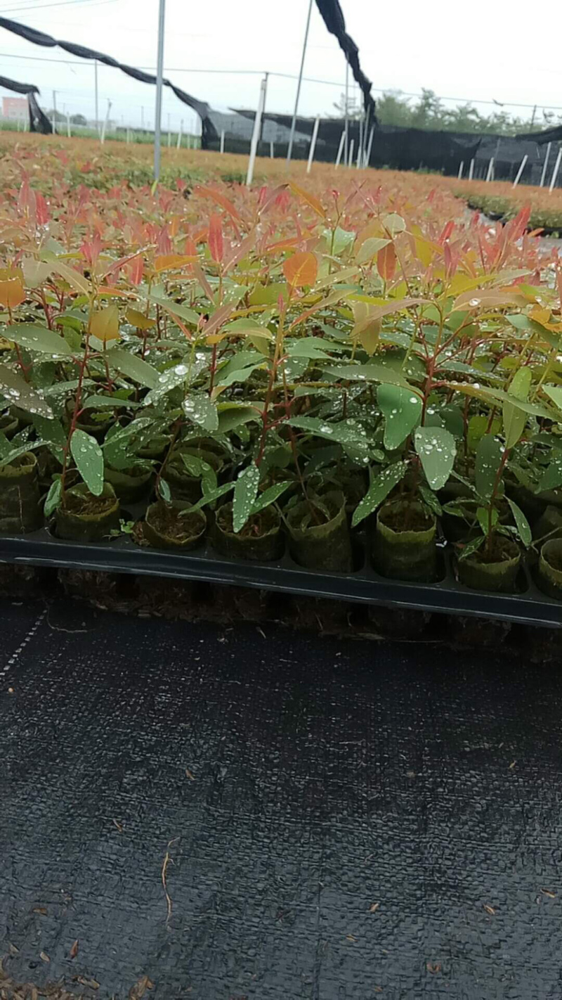 轻基杯桉树苗物美价廉组培苗广9和29苗大量现货。