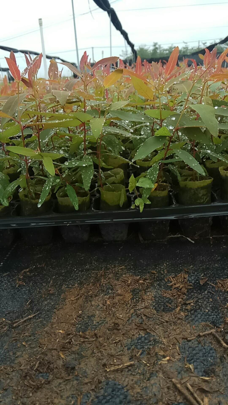轻基杯桉树苗物美价廉组培苗广9和29苗大量现货。