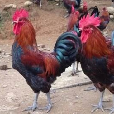 黑瑶鸡苗