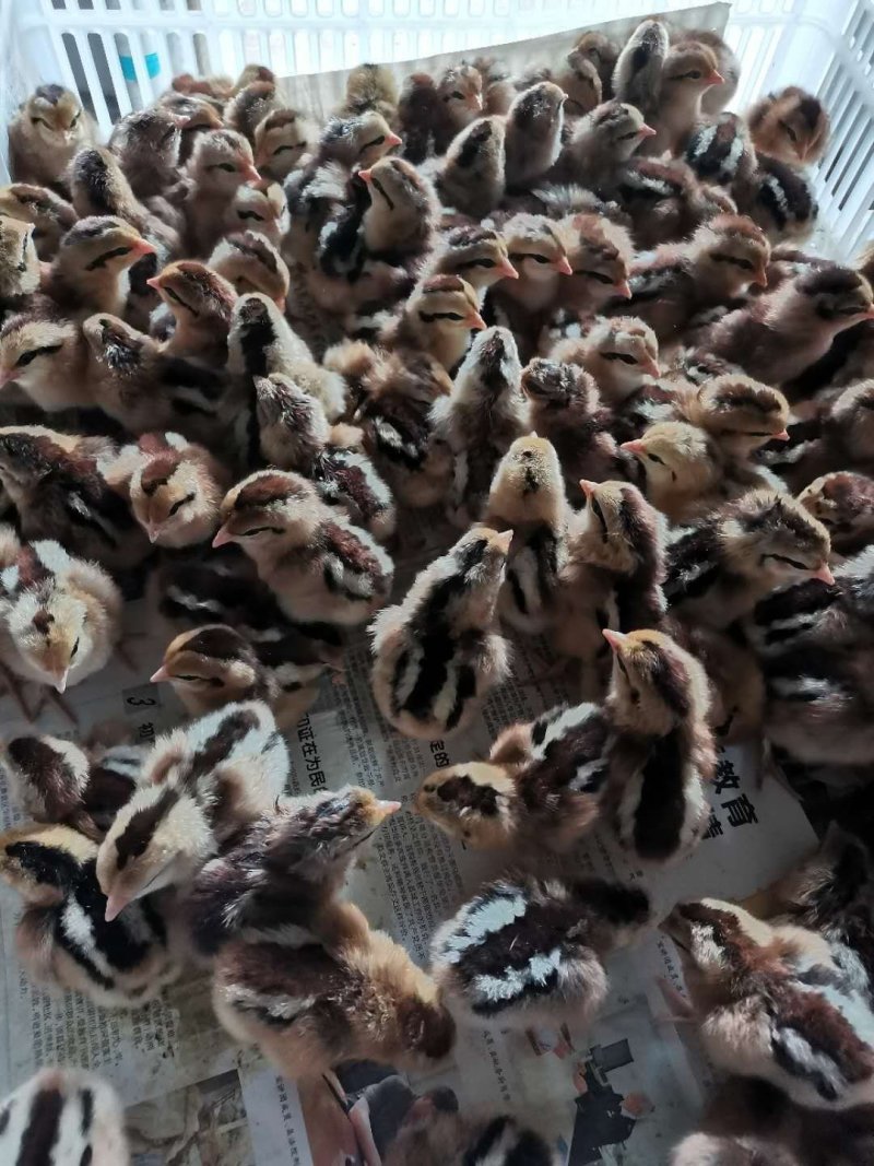 黑瑶鸡苗