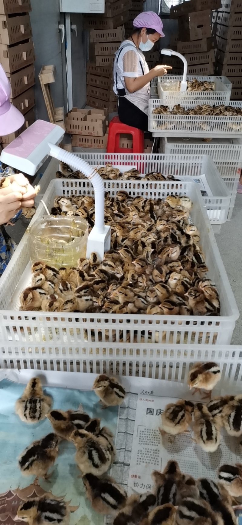 黑瑶鸡苗