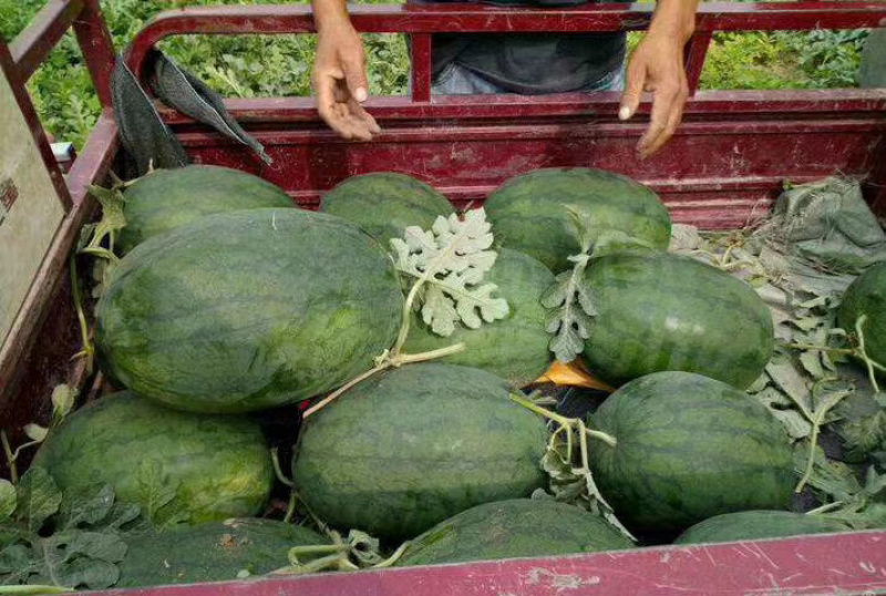 精品龙卷风西瓜大量上市中，需要的客户欢迎来电咨询。