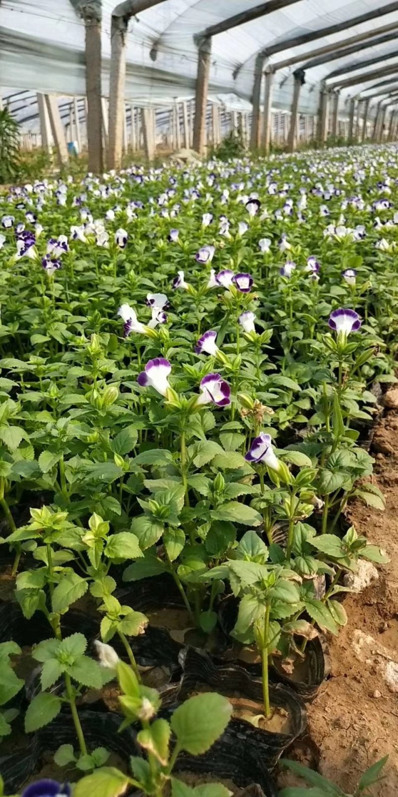 夏堇（本苗圃大量有货欢迎新老客户订购。）