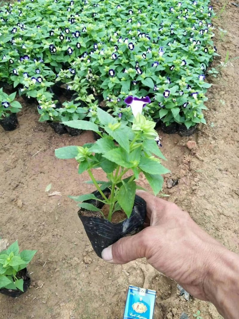 夏堇（本苗圃大量有货欢迎新老客户订购。）
