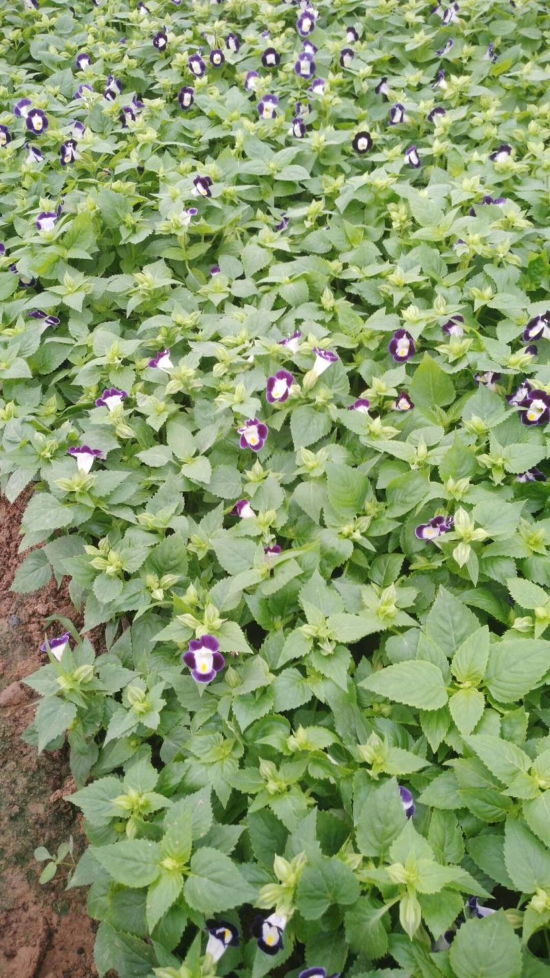 夏堇（本苗圃大量有货欢迎新老客户订购。）