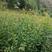 酸梅树苗，云南大理洱源的农产品