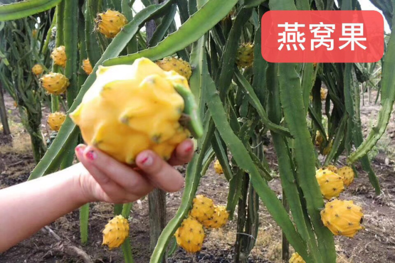 金都1号火龙果大（7两以上）