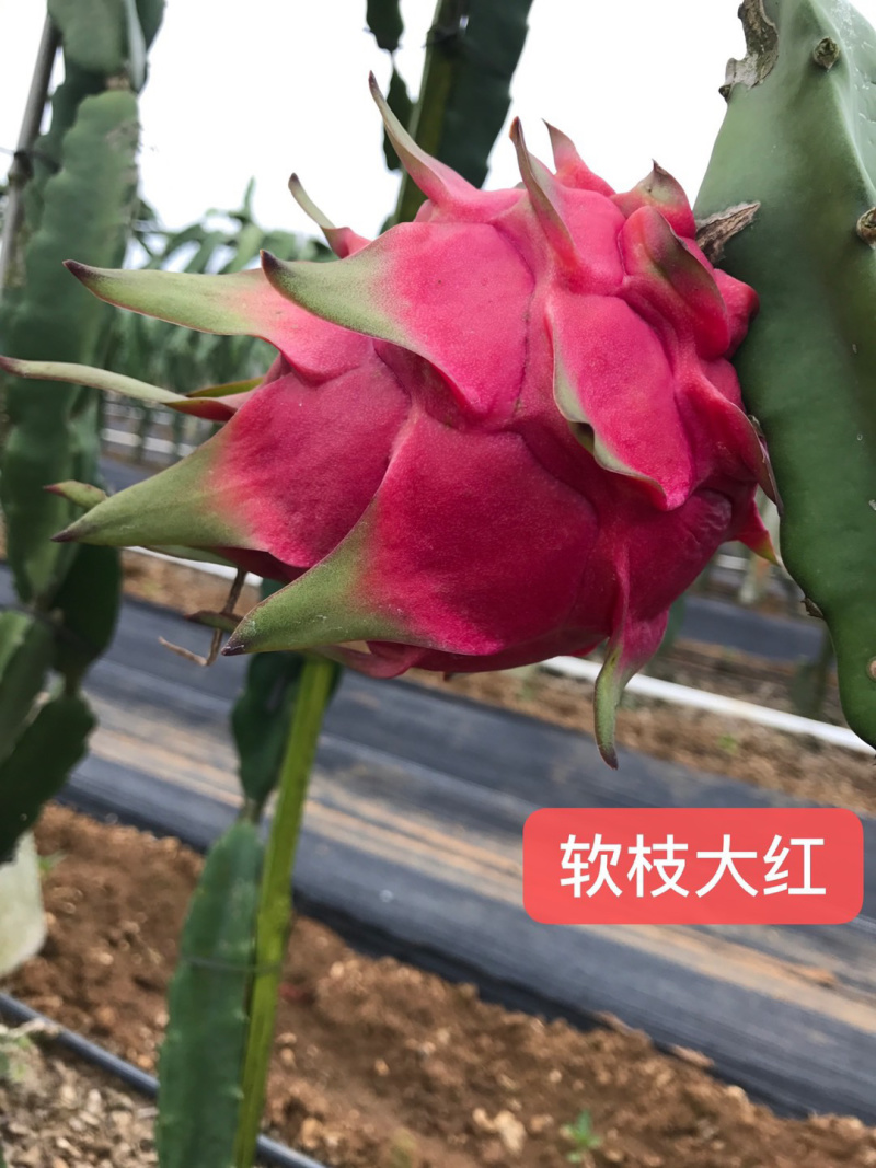金都1号火龙果大（7两以上）
