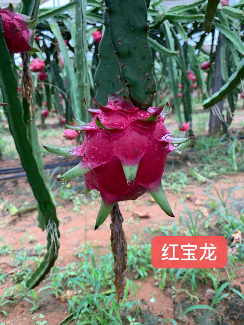 金都1号火龙果大（7两以上）