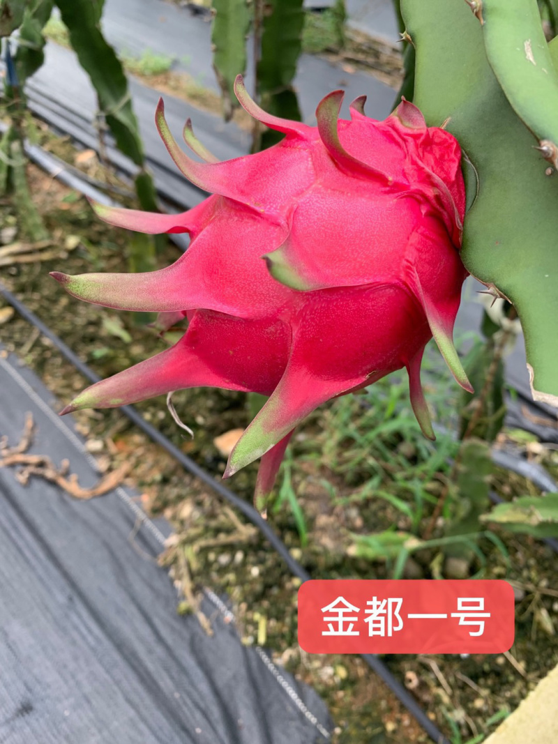 金都1号火龙果大（7两以上）