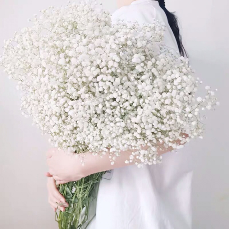 满天星干花