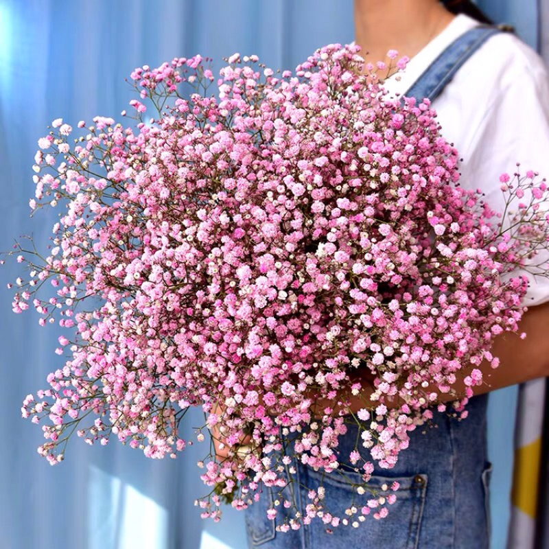 满天星干花