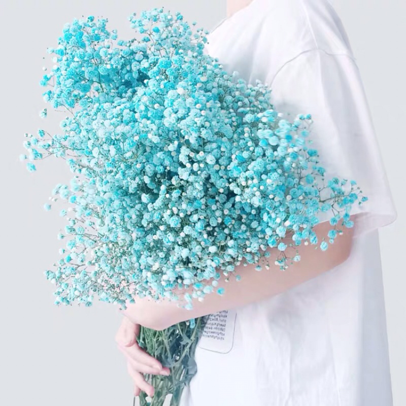 满天星干花