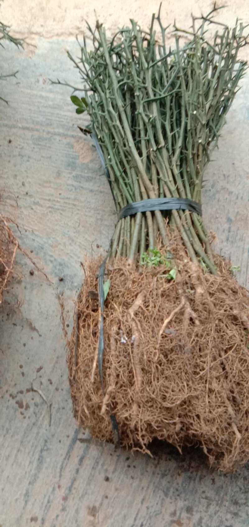 种苗可以直接嫁接做砧木用的大枳壳苗