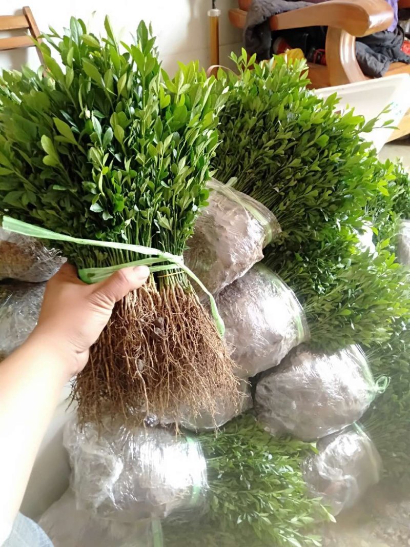 种苗可以直接嫁接做砧木用的大枳壳苗