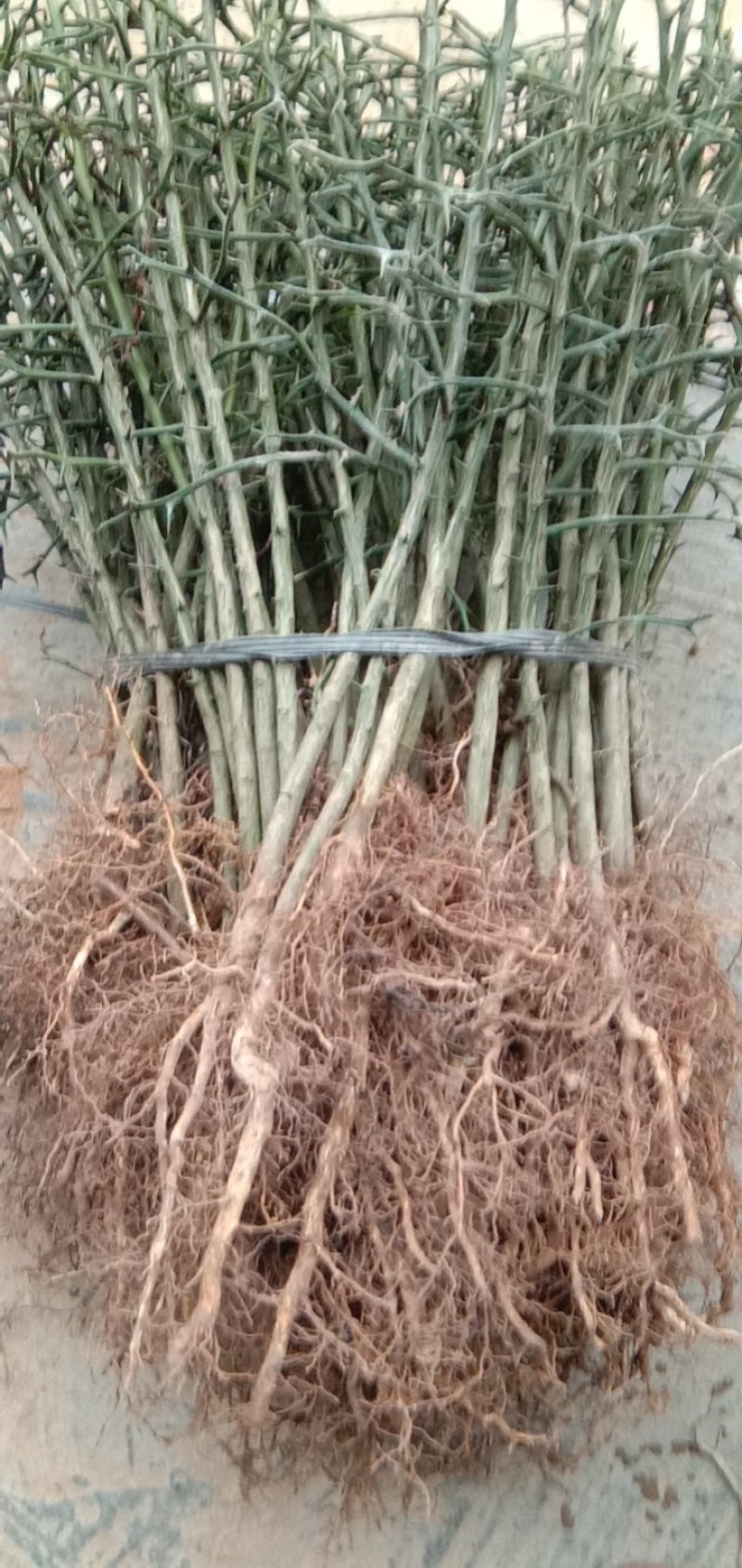 种苗可以直接嫁接做砧木用的大枳壳苗
