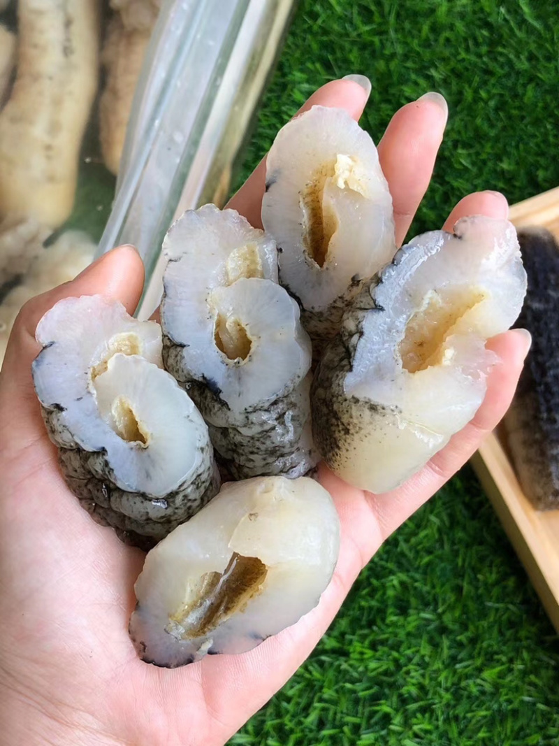 明秃参海参明秃参秃澳洲秃参沙秃海参天然淡干足干滋补食