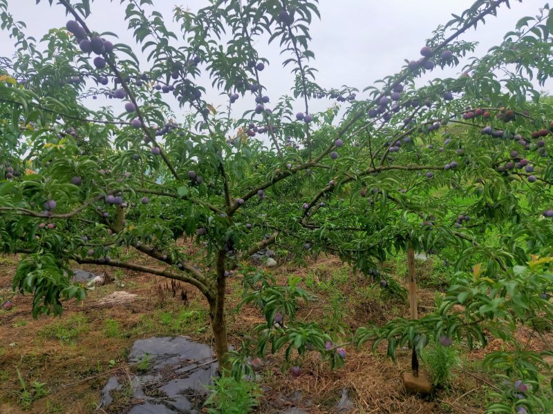 脆红李，来自于大巴山深处的李子，散户，基地货，