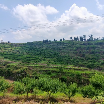 脆红李，来自于大巴山深处的李子，散户，基地货，