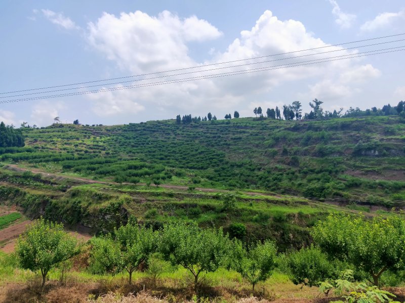 脆红李，来自于大巴山深处的李子，散户，基地货，