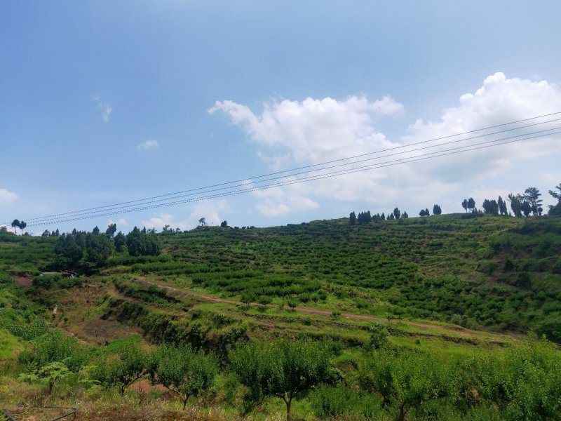 脆红李，来自于大巴山深处的李子，散户，基地货，