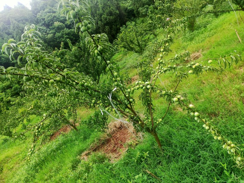 脆红李，来自于大巴山深处的李子，散户，基地货，