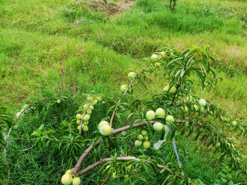 脆红李，来自于大巴山深处的李子，散户，基地货，