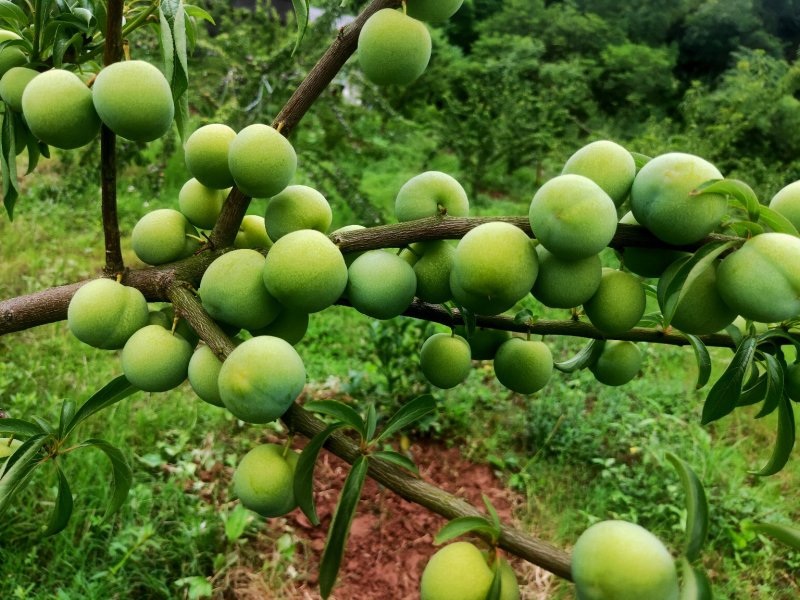 脆红李，来自于大巴山深处的李子，散户，基地货，