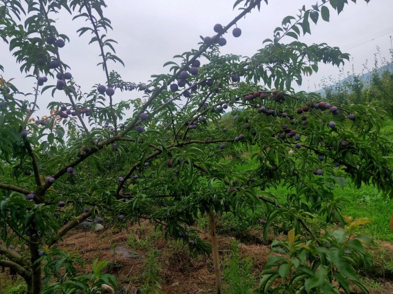 脆红李，来自于大巴山深处的李子，散户，基地货，