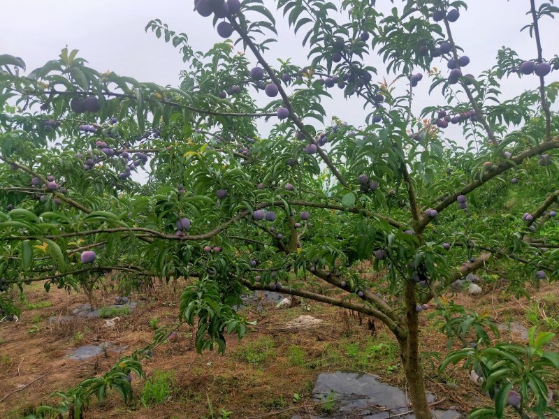 脆红李，来自于大巴山深处的李子，散户，基地货，