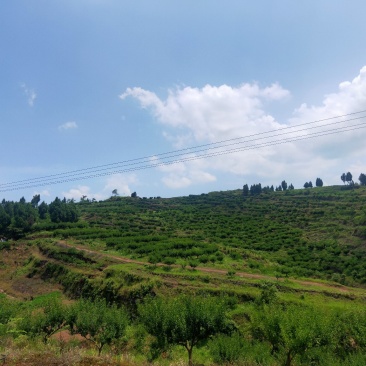 青脆李，来自大巴山深处的李子，巴山脆李，汶川清脆