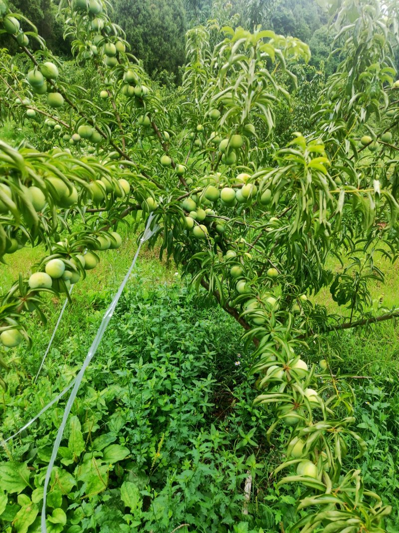 青脆李，来自大巴山深处的李子，巴山脆李，汶川清脆