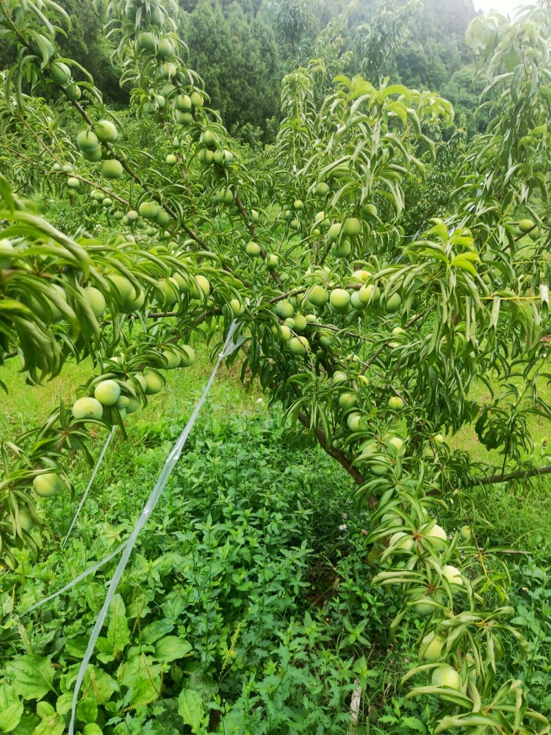 青脆李，来自大巴山深处的李子，巴山脆李，汶川清脆