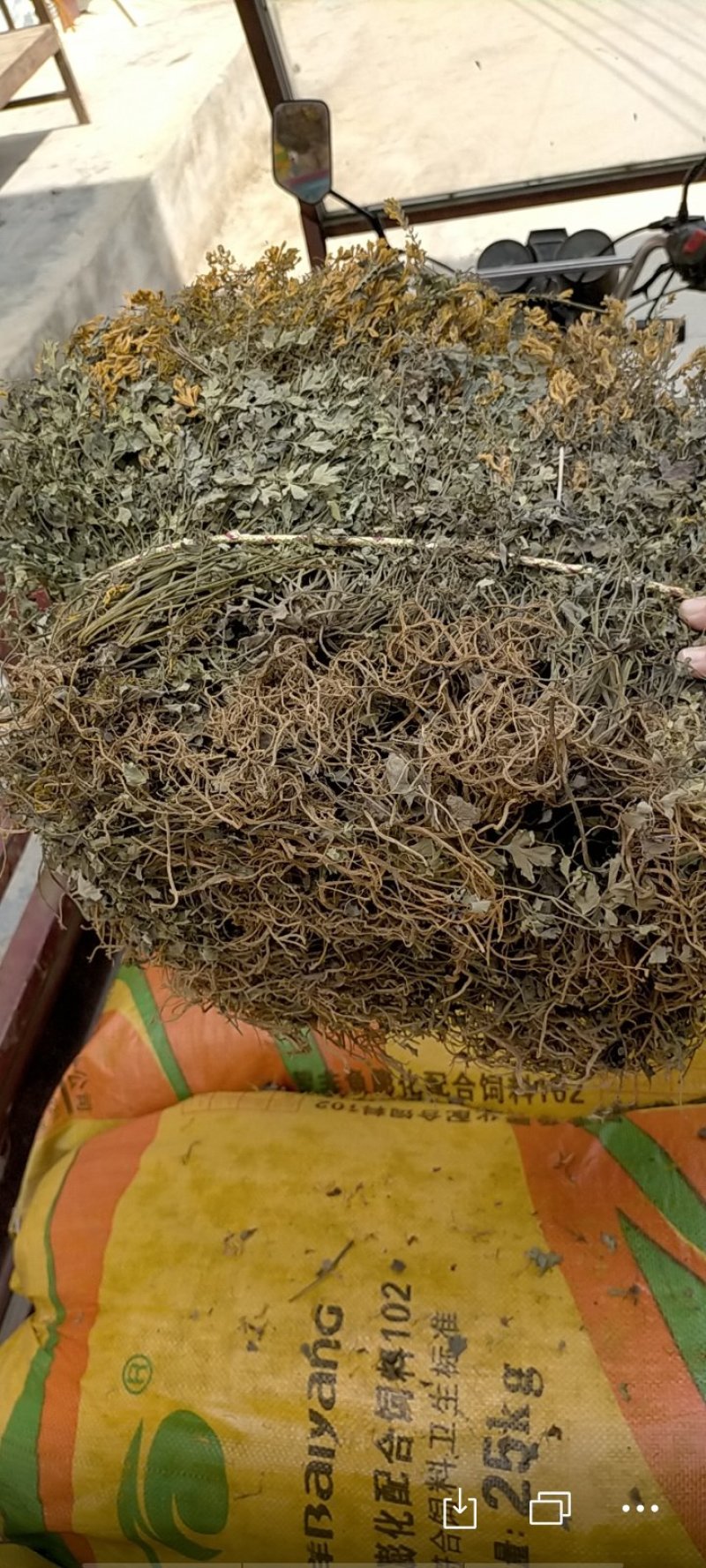防野人工种植岩黄莲/产地直销/货源充足