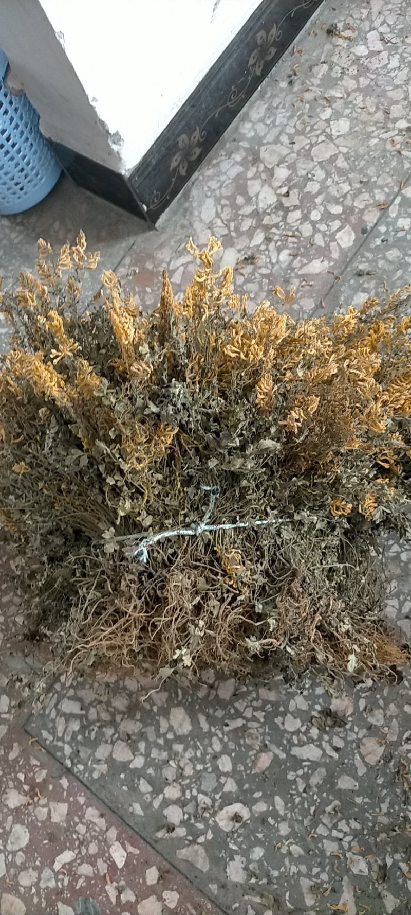 防野人工种植岩黄莲/产地直销/货源充足