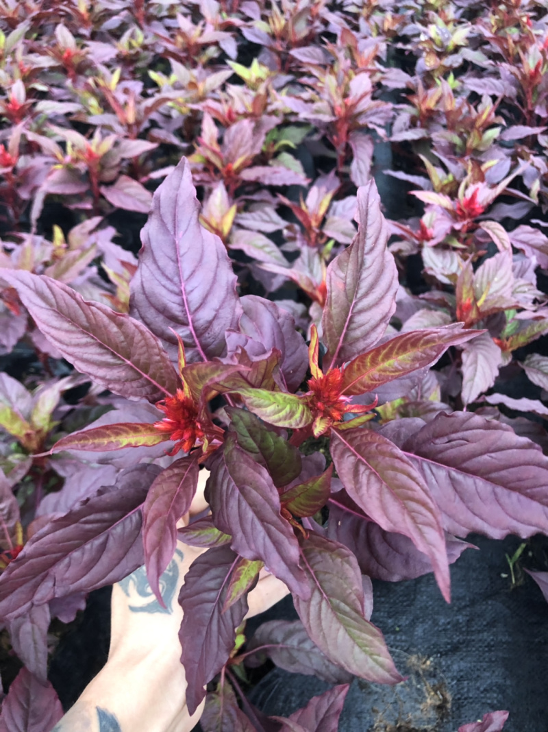 大量现货泥碳土时花