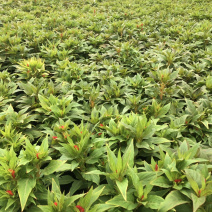 大量现货泥碳土时花