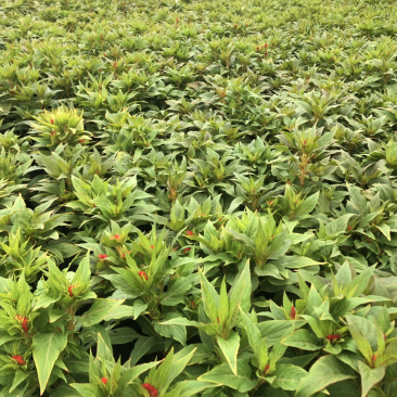 大量现货泥碳土时花