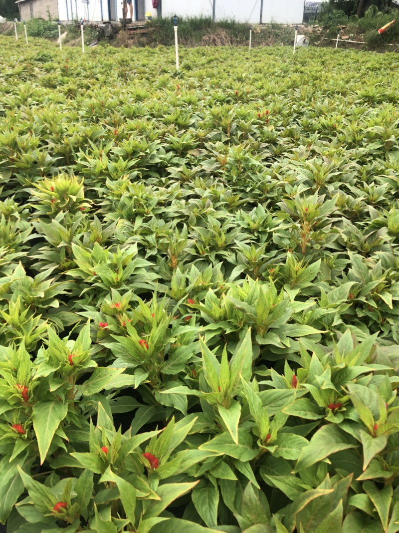 大量现货泥碳土时花