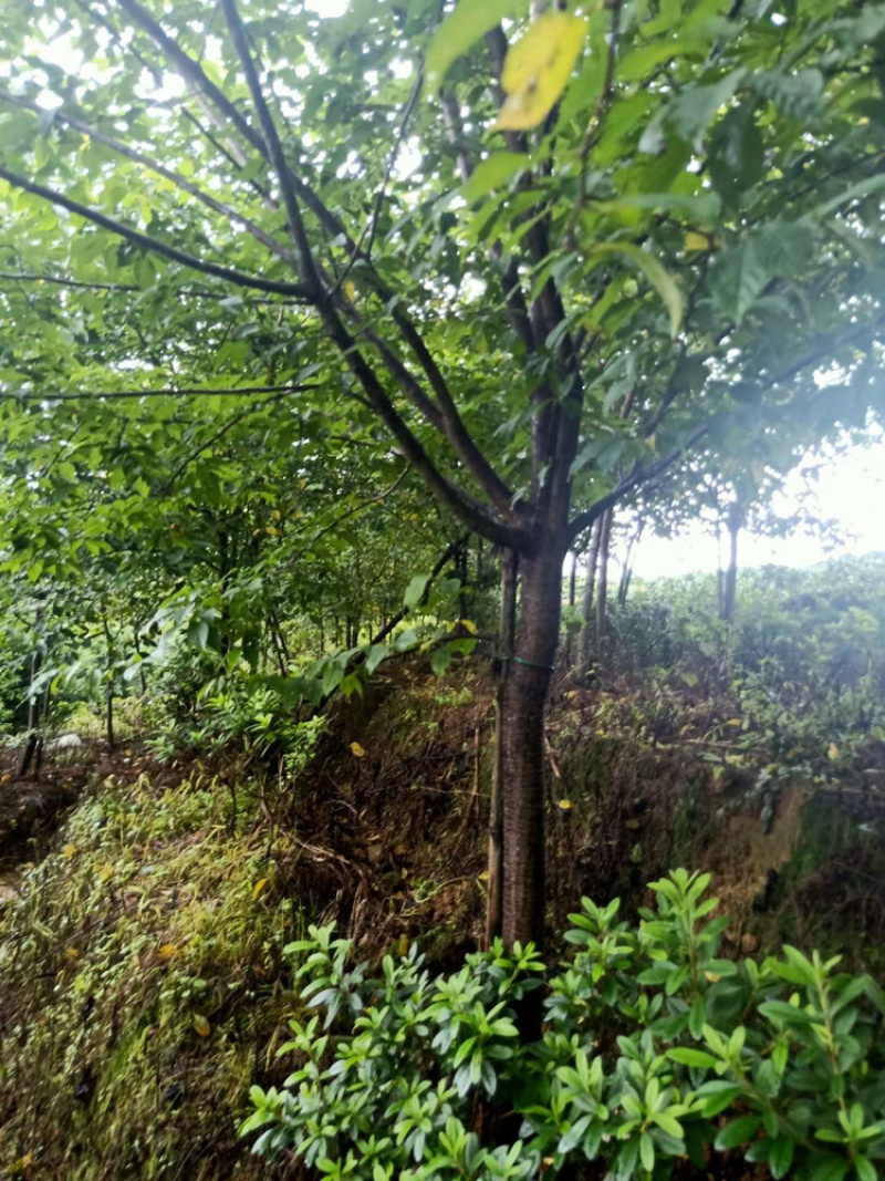 福建山樱花