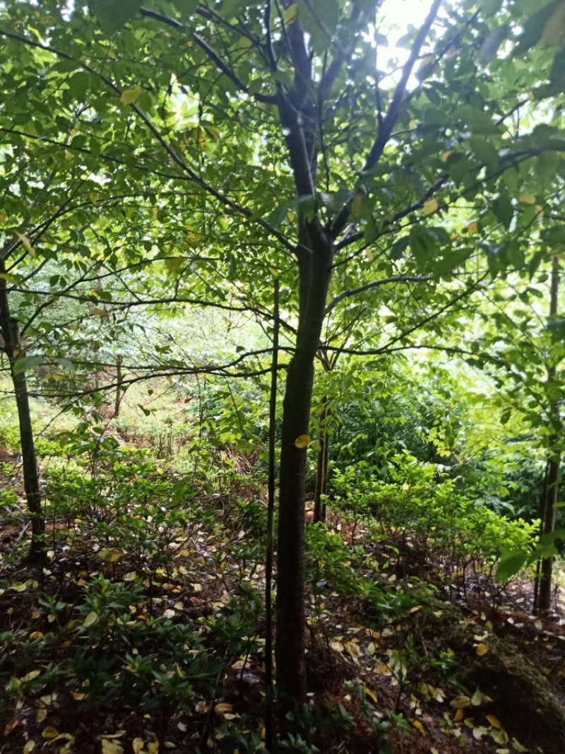 福建山樱花