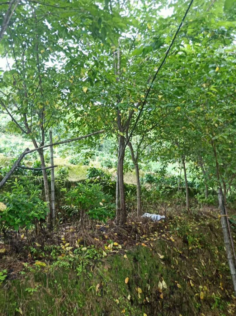 福建山樱花
